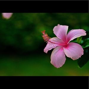 Meet your Posher, Nina